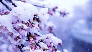 Maybe you would like to learn more about one of these? Momen Langka Bunga Sakura Mekar Di Musim Salju Saat Pandemi Virus Corona Covid 19 Okezone Travel