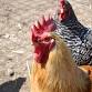 Backyard Chickens 101 event image