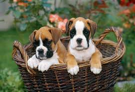 Tri Color Boxer Puppies Cheap Sale 57 Off Www Pegasusaerogroup Com