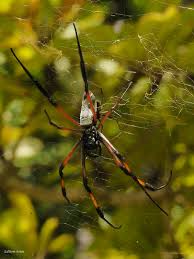 Als mittel gegen spinnen im garten wirkt adesectin wunder. Spinne Botanischer Garten Pampelmouss Mauritius Foto Bild Tiere Wildlife Spinnen Bilder Auf Fotocommunity
