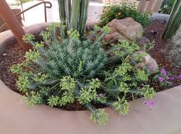 Image result for Euphorbia williamsonii