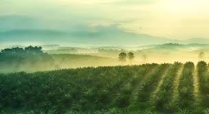 The modern sime darby berhad corporation was created in 2007 through a merger of three. Sime Darby Oils Sime Darby Plantation Strengthens Policy On