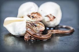 How many eggs are average women born with? Bearded Dragons Eggs What Do You Need To Know Vet Explains Pets