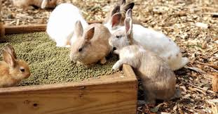 What are the best animals for a petting zoo? Best Petting Zoos For Animal Lovers In And Around Bergen County Nj Bergen County Nj Things To Do Restaurants Family Fun And More