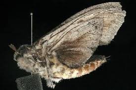 From wikimedia commons, the free media repository. Bold Systems Taxonomy Browser Endoxyla Cinereus Species