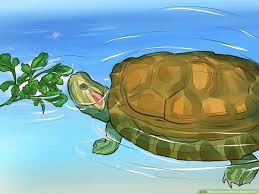 Zucchini is rich in vitamins and minerals and it has many health benefits. How To Know What To Feed A Turtle 9 Steps With Pictures
