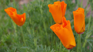 From the conceptualizing, to the crafting, the perfect little. How To Grow Buy Ca Wildflowers Native Flowers In Gardens San Luis Obispo Tribune