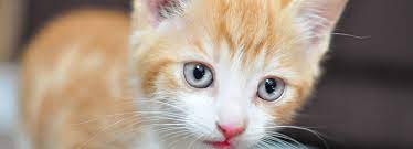 Use this guide to stay up to date on your cat's vaccinations and learn why they're so important. Vaccinating Your Cat Or Kitten Rspca