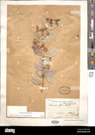 Image result for Secamone alpini