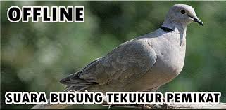 Karena burung cendet yang jantan mempunyai kelebihan yang lebih jika dibandingkan dengan cendet betina. Suara Burung Tekukur Pemikat Ampuh Latest Version For Android Download Apk