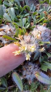 Image result for Lotononis stipulosa