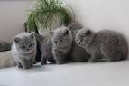 british blue - Cats & Kittens, Rehome Buy and Sell | Preloved