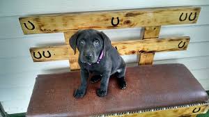 Browse thru labrador retriever puppies for sale in iowa, usa area listings on puppyfinder.com to find your perfect puppy. Charcoal Girl 1 Lab Puppies Charcoal Lab Puppies Puppies