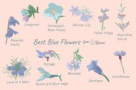 Grape hyacinths are the perfect flowers for attracting birds to your yard, and their blue coloring is stunning. 12 Types Of Garden Plants With Blue Flowers