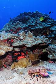 Amenities include an oceanfront swimming pool, jet spa, and a cabana. Noaa Coral Reef Conservation Program Hawaii S New Decade Of Building Coral Reef Ecosystem Resilience