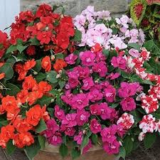 Image result for Impatiens briartii