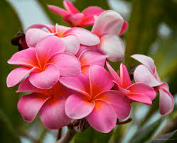 Pin On Scenes Hawai I