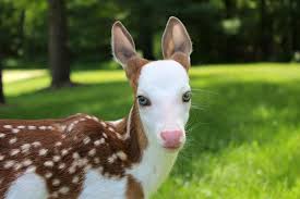 Sadece Urfada Yasayan Ceylanlar Baby Animals Animals Cute Baby Animals