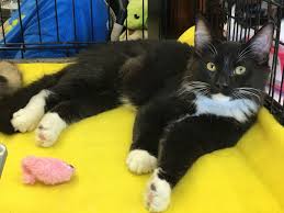 Our cats are available for adoption by appointment from our foster homes, and you can also meet some of our cats in person at a local petco, petsmart or pet food express. Petco Adoption Event Petfinder Event Calendar