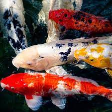 Fashion, home & garden, electronics, motors, collectibles & arts Mazuri Koi Food Review 2021 Nutrition Breakdown Pond Informer