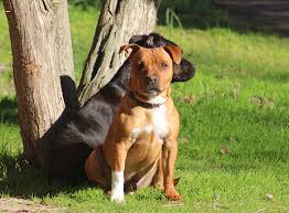 We did not find results for: American Staffordshire Terrier Im Rasseportrait Zooroyal Magazin