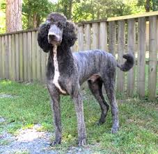 Black And White Standard Poodle For Sale Pin On Standard Poodles
