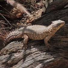 File Cordylus Giganteus 2 Jpg Wikipedia The Free Encyclopedia Lizard Reptiles Amphibians