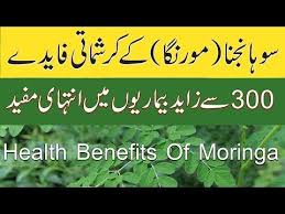 Sohanjna Ke Fayde Health Benefits Of Moringa In Urdu Drumstick Benefits Youtube Moringa Benefits Health Guide Health