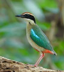 Burung elang jawa hidup pada daerah hutan primer serta hutan sekunder yang ada di ketinggian 300 mpdl. Unduh 80 Gambar Burung Indonesia Dan Namanya Paling Bagus Gratis