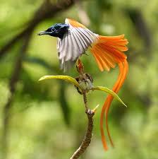 Pin On Parrots