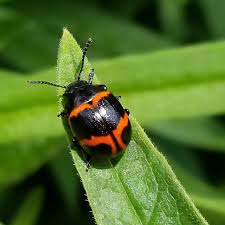 Check spelling or type a new query. Maryland Biodiversity Project Swamp Milkweed Leaf Beetle Labidomera Clivicollis