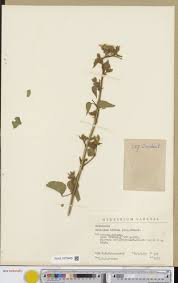 Image result for Tricalysia niamniamensis