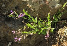 Image result for Polygala persicariifolia