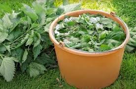 Purin d'Ortie : À quoi ça Sert et Comment le Faire Soi-même - Jardin -  Remèdes de Grand-Mère