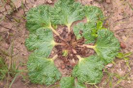 Image result for Grielum