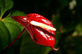 File A Red Anthurium Flower Jpg Wikimedia Commons