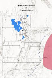 Image result for Otomeria elatior