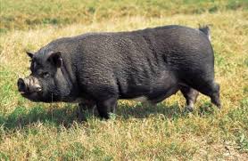 Maybe you would like to learn more about one of these? Leptospirosis And Pot Bellied Pigs Worms Germs Blog