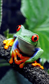 Then tap on the image and hold for a few seconds. Background Frog Wallpaper Enwallpaper