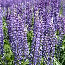 Image result for Lupinus