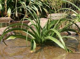 Image result for Crinum paludosum