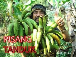 Maybe you would like to learn more about one of these? Panen Pisang Tanduk Buahnya Cukup Bagus Padahal Jarak Tanam Cuma 115 Cm Youtube