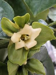Image result for Diospyros kirkii