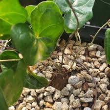 Image result for Dioscorea sylvatica