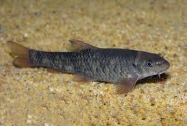 Garra Rufa