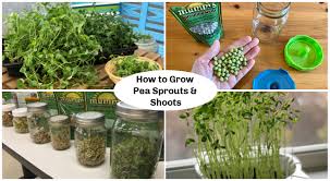 Say hello to this super easy sugar snap peas with lemon side dish. Pea Sprouts And Shoots A Step By Step Growing Guide