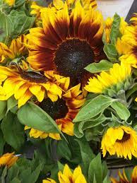 Pin By Caroleanne Bolton On Sunflower Days Sunflower Pictures Sunflowers And Daisies Beautiful Flowers