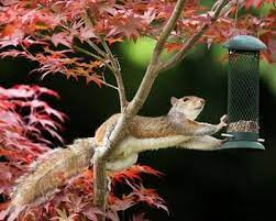 I have a squirrel feeder and feed them all year round. How To Keep Squirrels Out Of Garden Garden Design