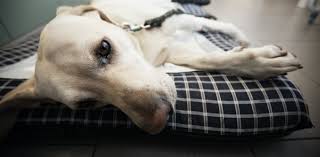 Maybe you would like to learn more about one of these? When Is It Ethical To Euthanize Your Pet
