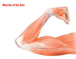 Now label the diagram in your workbook! Healthy Muscles Matter Ways To Care For The Muscular System